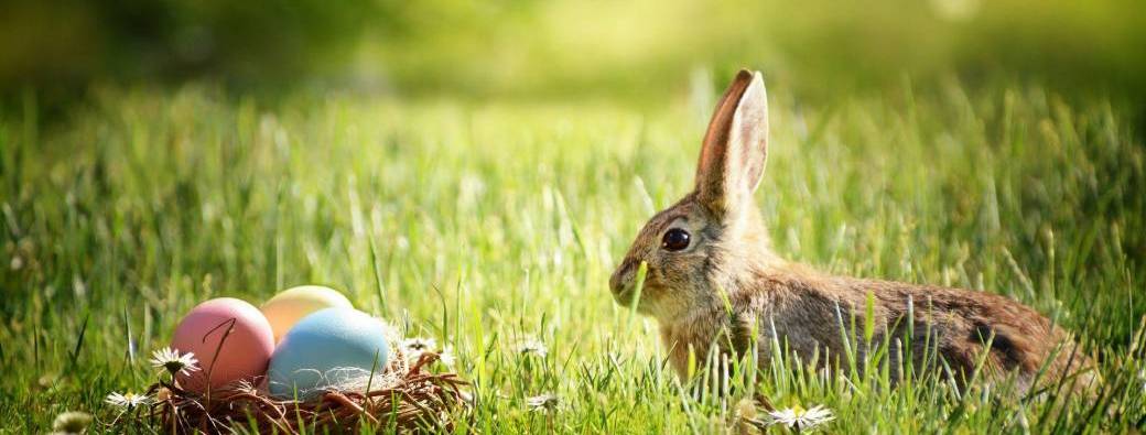 Chasse aux oeufs Messancy