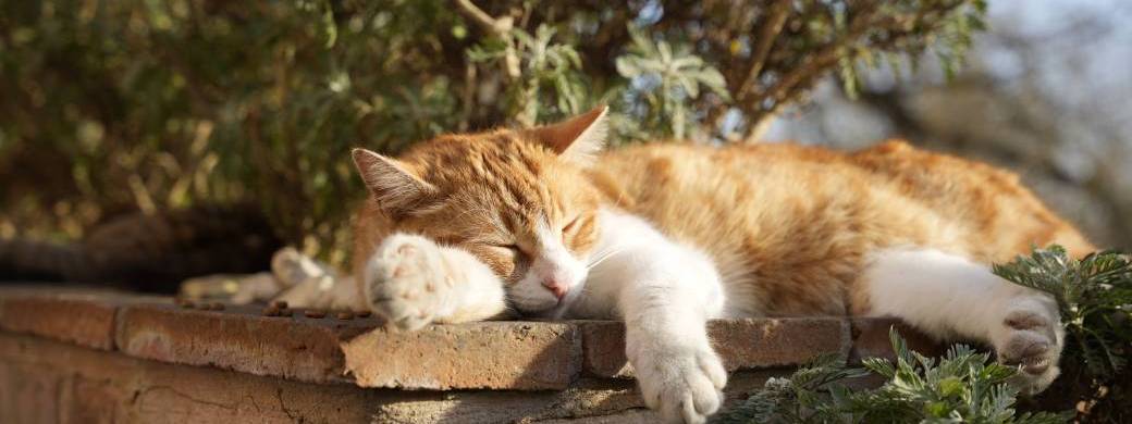 Atelier "Chat et fortes chaleurs"