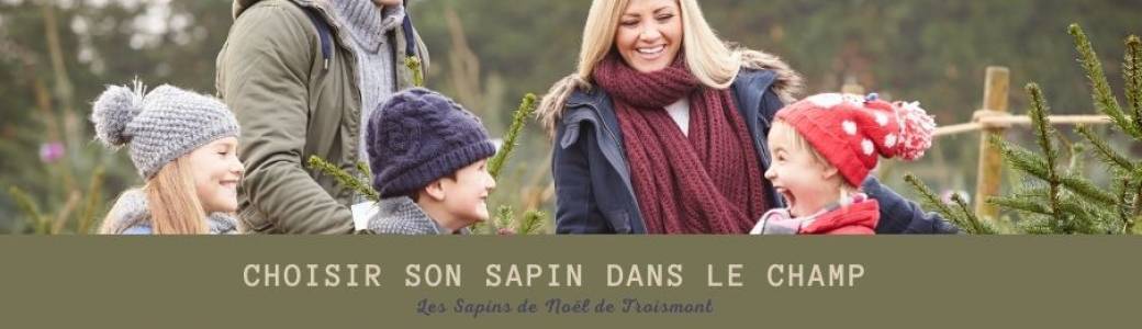 Choisir son sapin NON COUPÉ dans le champ