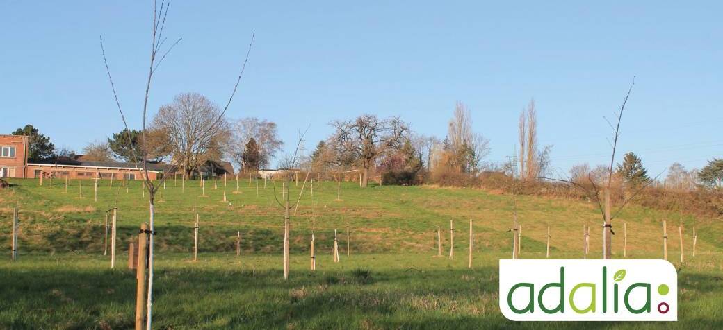 La plantation d’arbres fruitiers et de haies favorables à la biodiversité (visite de terrain)