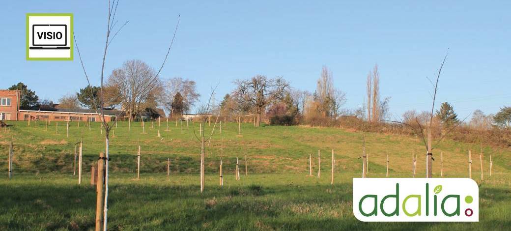 Le choix et la plantation d'arbres fruitiers (visioconférence)