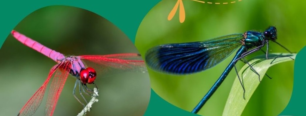 Ciné-conférence : les libellules 