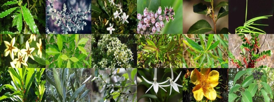 Ciné / Conférence LES PLANTES MEDICINALES DE LA REUNION