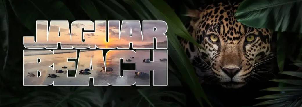 Ciné-rencontre | Jaguar Beach : quand le retour du jaguar transforme un écosystème