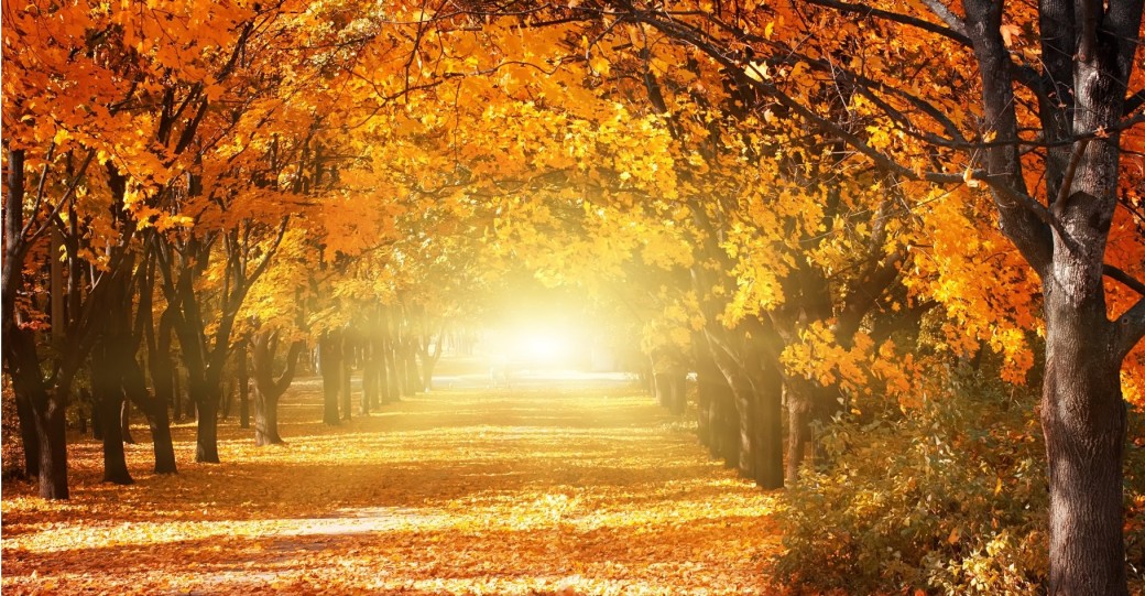Cocon d'Automne