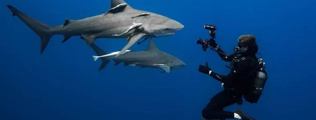 Coexistence fragile : les requins et l’Homme dans les Mascareignes