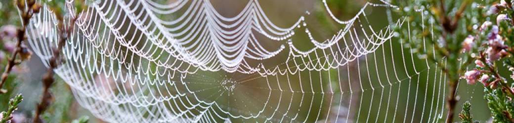 Collaborer avec l'intelligence du Vivant - stage d'introduction Collaborer avec l'intelligence du Vivant - stage d'introduction