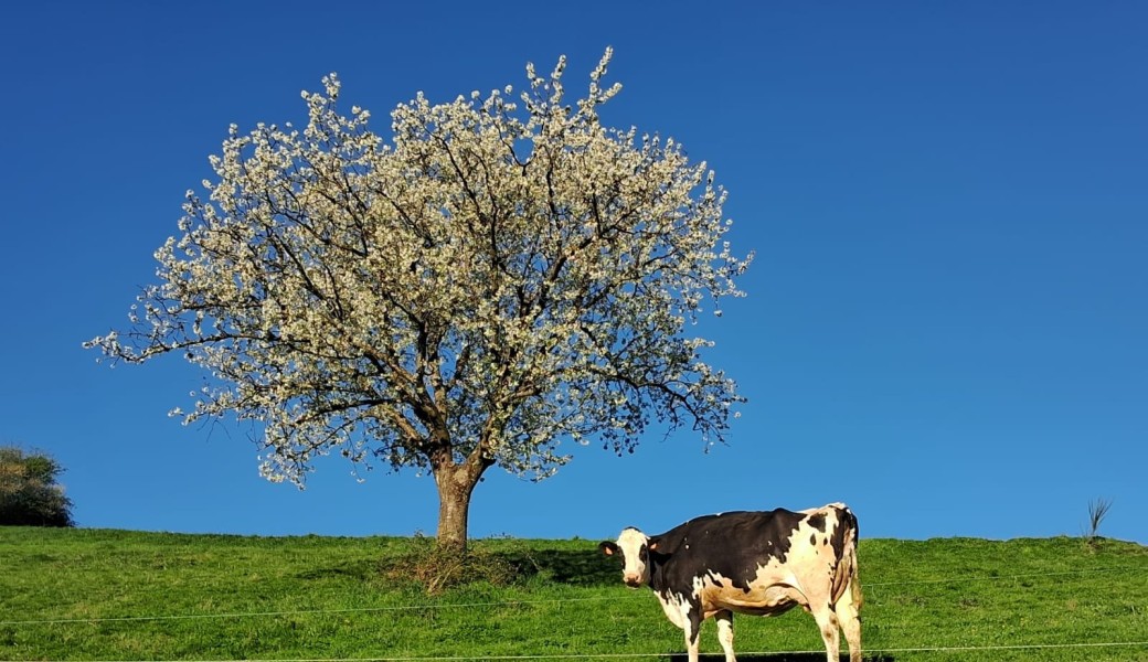 Combo fabrication de beurre & visite de la ferme