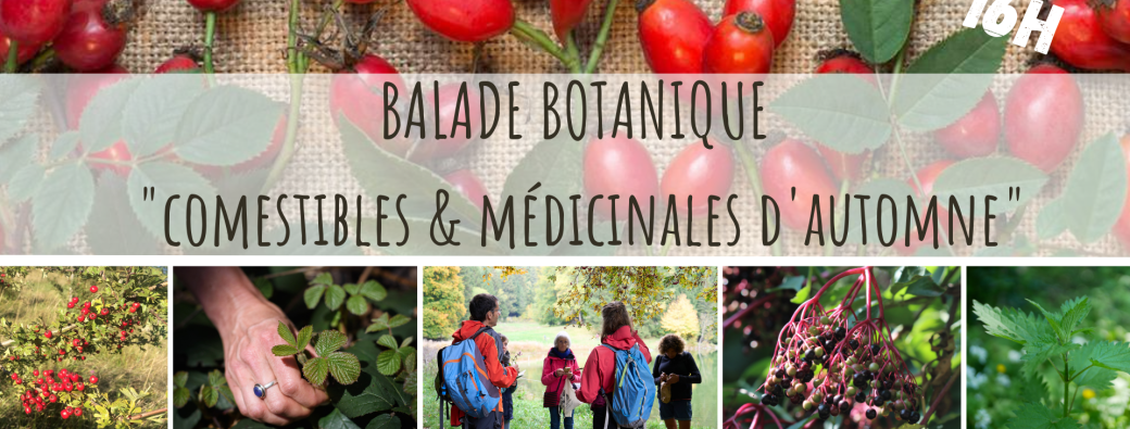 Comestibles & Médicinales d'Automne
