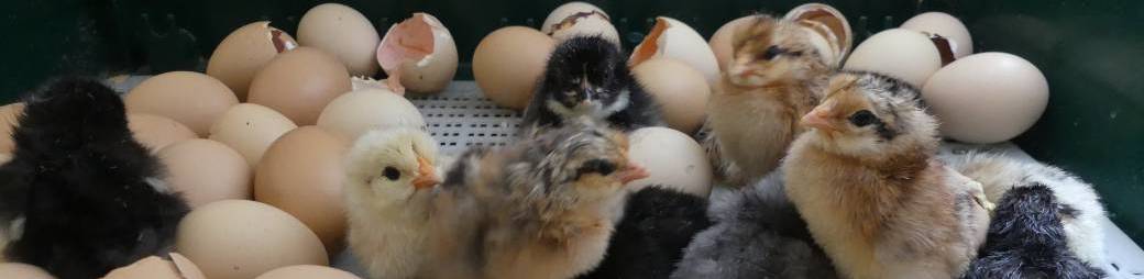 L'élevage familial de poulets de chair : de l'œuf jusqu'à l'assiette !