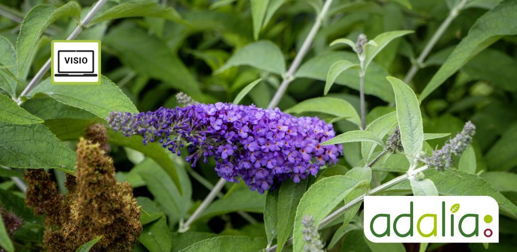 Comment reconnaitre et combattre les plantes invasives ? (visioconférence)