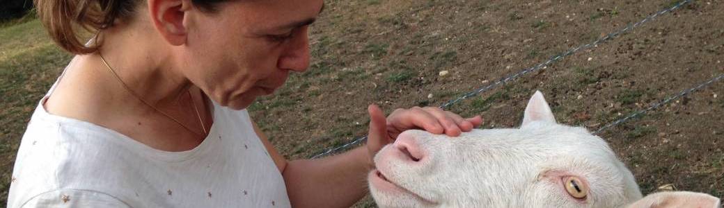 Communication Animale Offre Noel