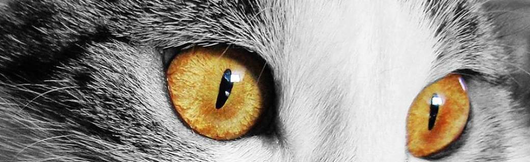 Communication animale