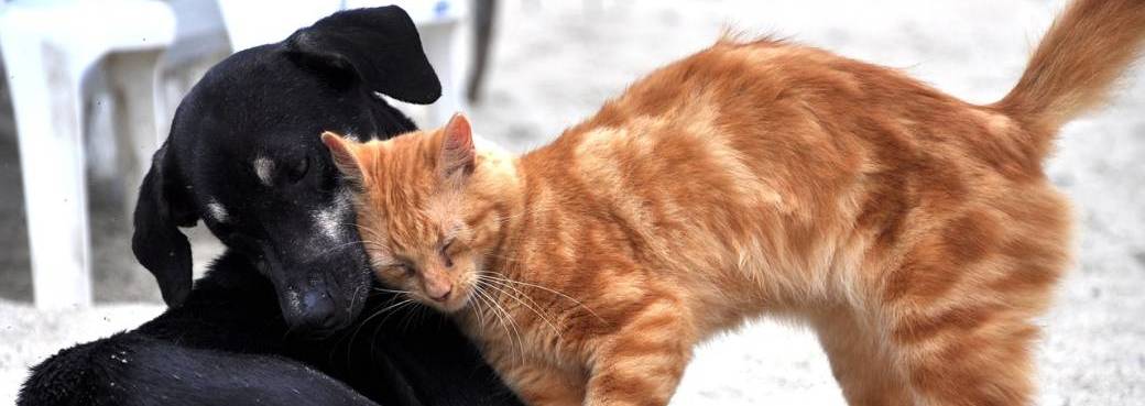 Communication avec un animal perdu