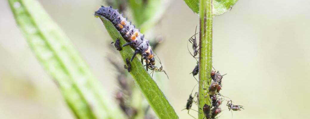 Introduction à la lutte biologique - Phytolicence