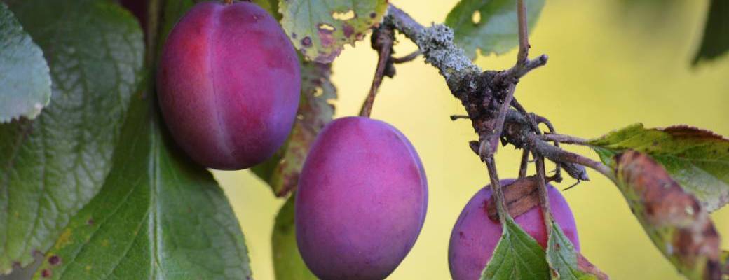 Plantation et conduite des arbres fruitiers 