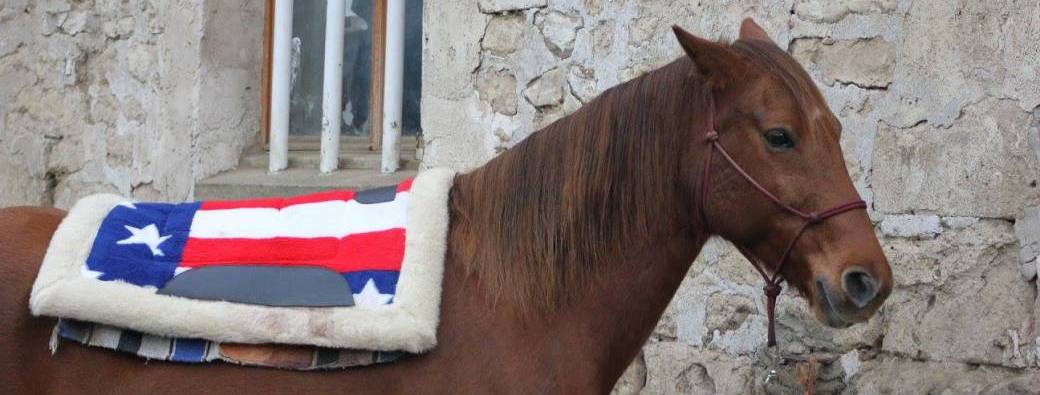 Comprendre l'agressivité chez le cheval : ni de la mauvaise humeur, ni une fatalité