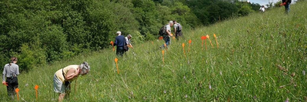 Comptage participatif des orchidées sur le Coteau de la butte - 10/06/2026