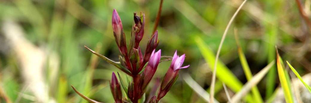 Comptage participatif d'une espèce patrimoniale sur la réserve du coteau de Mesnil-Soleil - 16/09/26