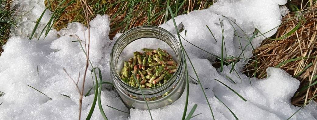 Conférence Atelier Bourgeons et Gemmothérapie 