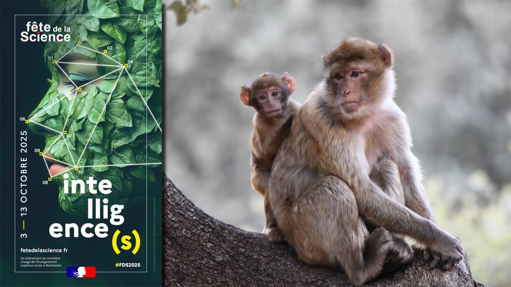 Conférence : Comprendre le comportement du singe Magot pour mieux le conserver