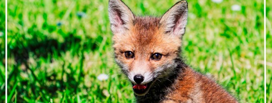 Conférence diaporama