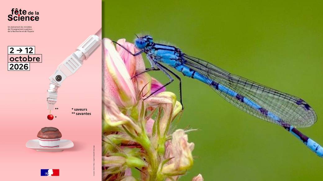 Conférence FDS : Services écosytèmiques rendus par les insectes aquatiques 