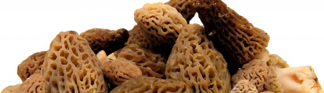 Conférence : "Gare aux morilles"