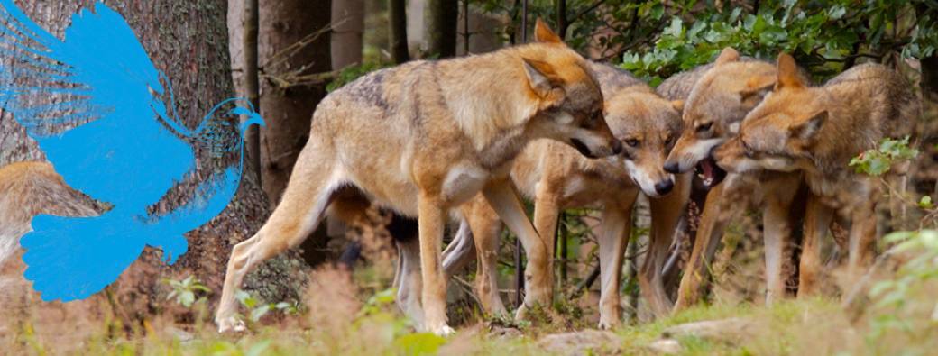Conférence Guerre et paix dans le monde animal
