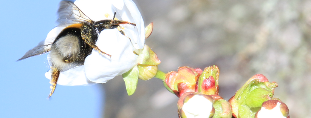 Conférence : La nature se réveille , les végétaux se révèlent …