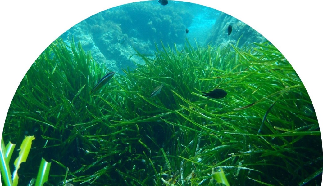 Conférence Posidonie 