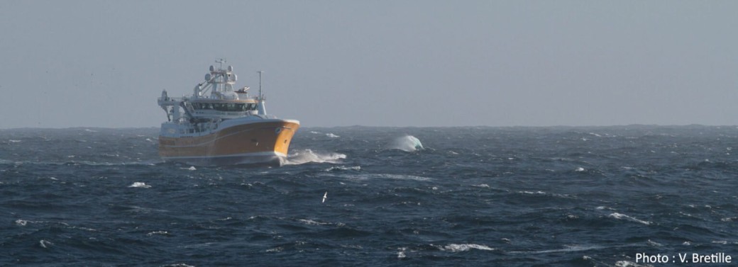 Conférence publique : Orques des îles Crozet