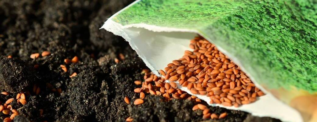 Produire ses graines au potager