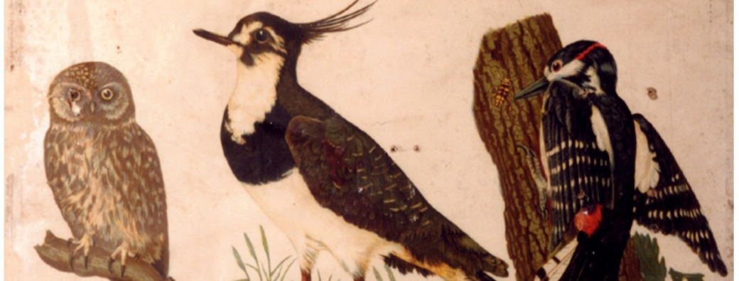 Cycle de conférences sur les animaux avec Les Amis du musée 