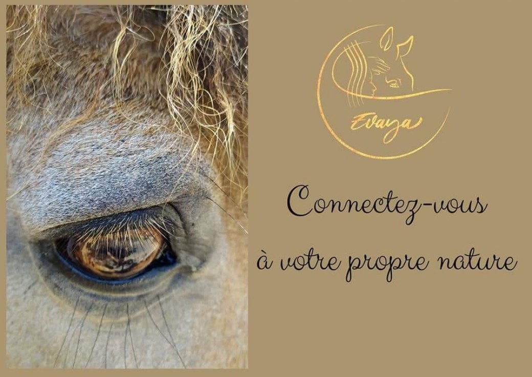 Connectez-vous à la sagesse des chevaux