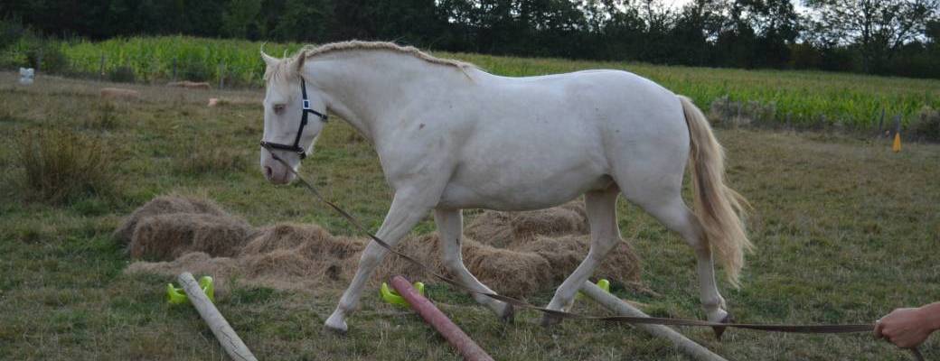 Construire une séance de travail sur-mesure pour mon cheval