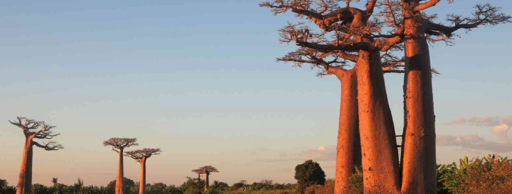 Contes en musique de Madagascar