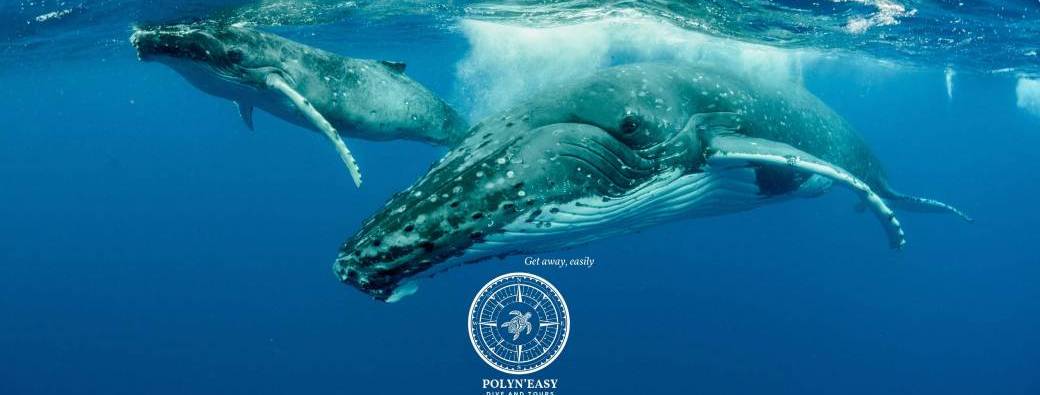 Côte sud Tahiti - Excursion observation des baleines à bosse