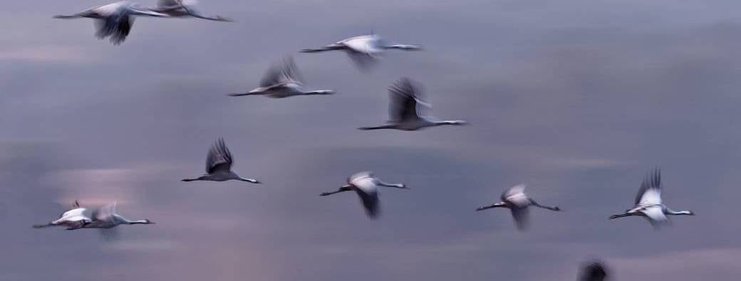Coucher des grues
