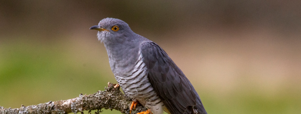 Coucou où es-tu ? (6-12 ans)