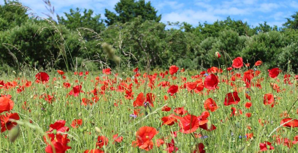 Couleurs des impressionnistes à Giverny 24/04/2026