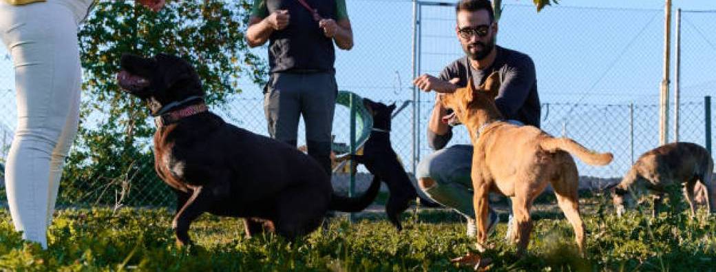 Cours collectifs : Entente & Croisement, Grands chiens,Chiens Géants&Chiots(35KG - +45KG Hors Cat2)