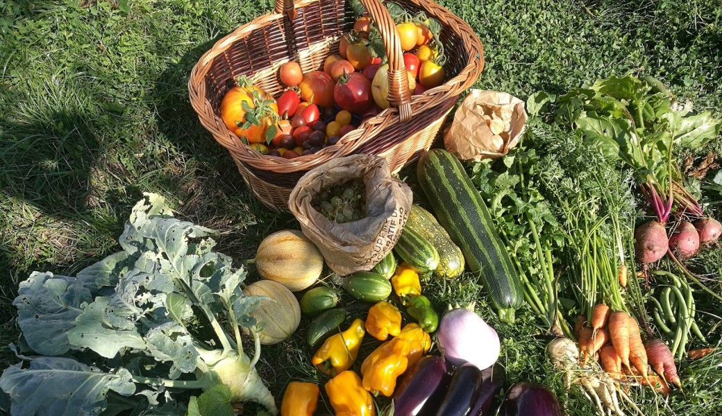 Cours de jardinage personnalisé