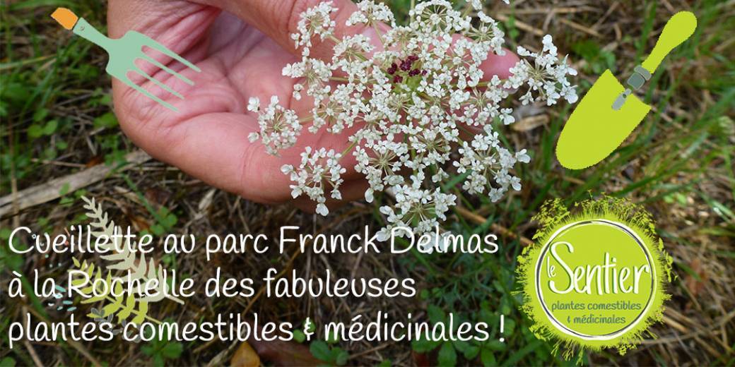 Cours plantes comestibles & médicinales parc Franck Delmas La Rochelle !