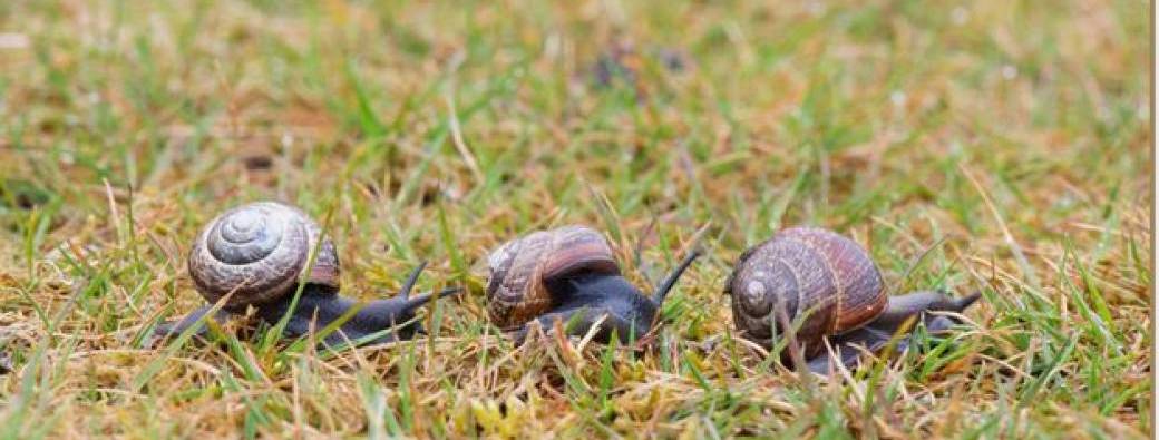 Course d'escargots ( 4-7 ans)