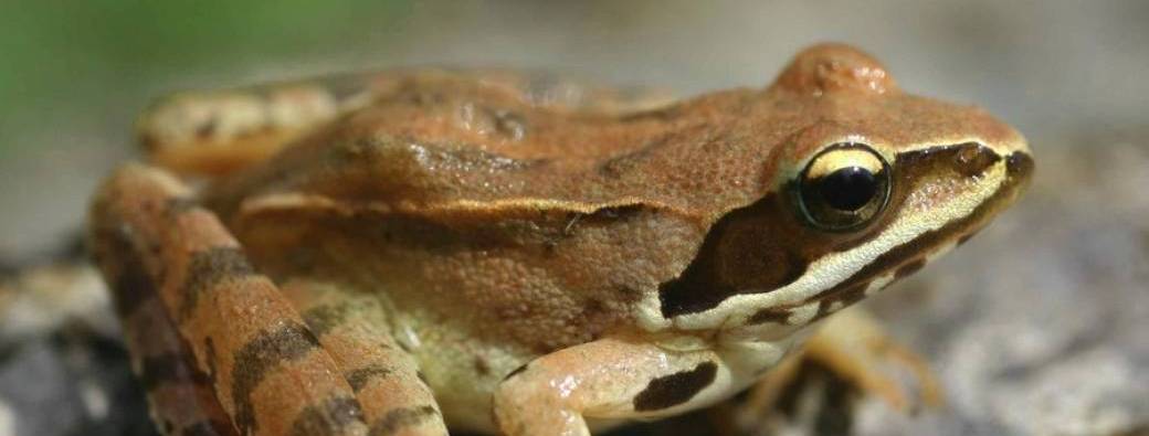 Crapauds, grenouilles et compagnie (4-7 ans)
