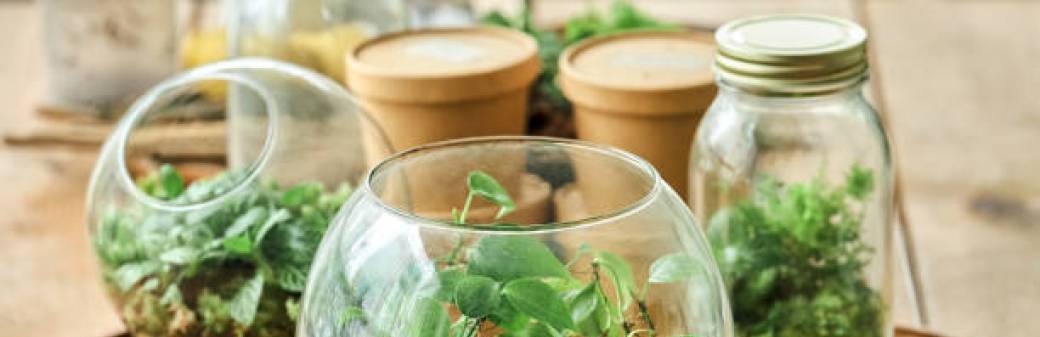 Création d'un terrarium ouvert