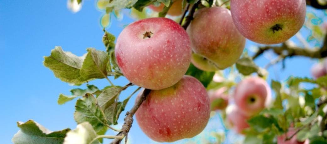 Créer et installer un verger naturel (Arboriculture fruitière) - Le Bosc-du-Theil (SP01-2023-10)