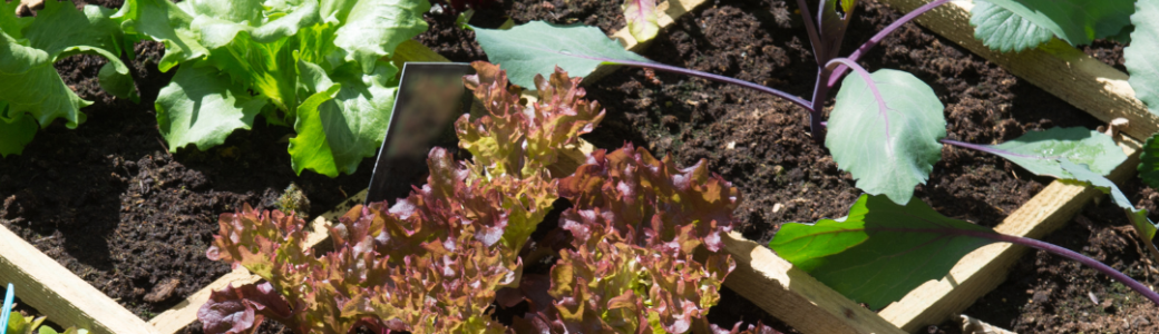 Créer son plant de culture avec les bonnes associations de plantes 