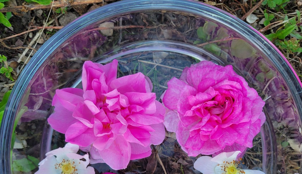 créer son rituel de beauté à la Rose 